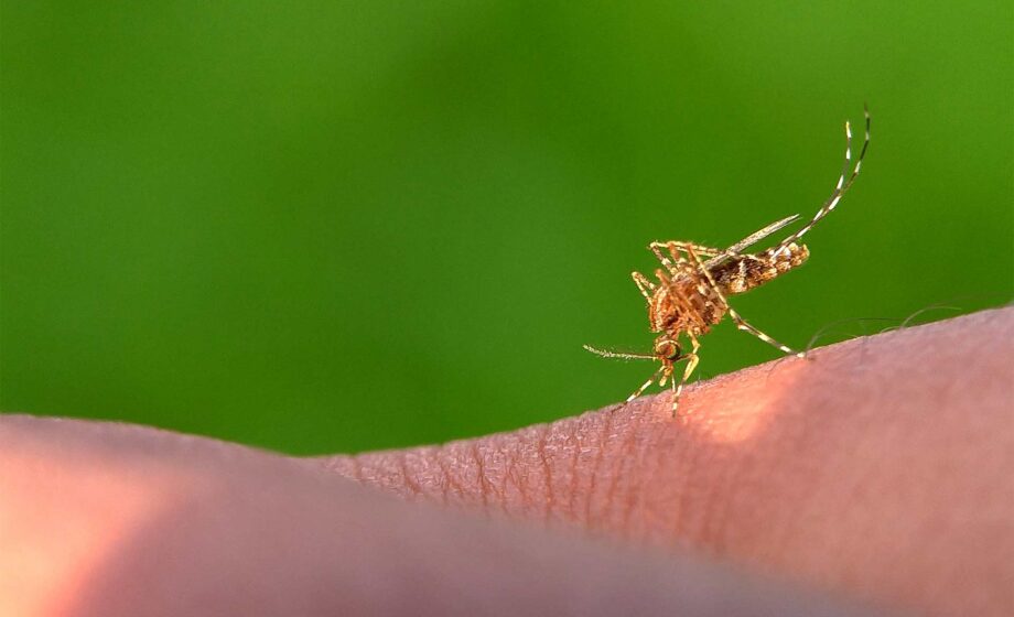 zanzara che punge una persona che rappresenta l'aumento di malattie infettive in veneto